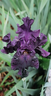 Maywood Gardens, Bridgewater, CT